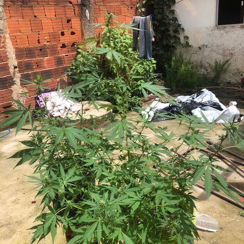 Pren do mal growlog timeline photo