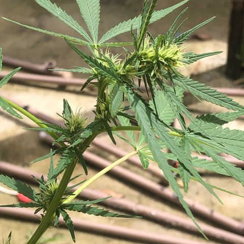 Pren do mal growlog timeline photo