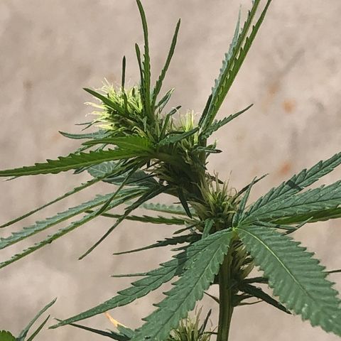 Pren do mal growlog photo: Tá meio que entortantando, nn sei oq pd ser