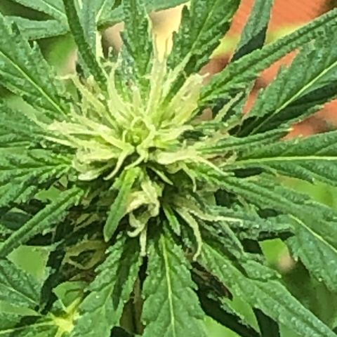 Pren do mal growlog photo: Começando a resinar