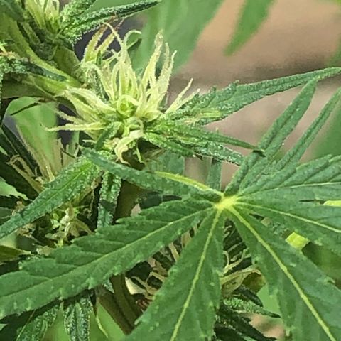 Pren do mal growlog photo: Resina