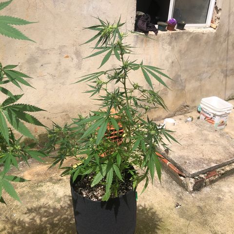 Pren growlog timeline photo