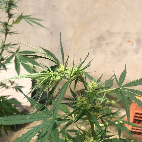 Pren growlog timeline photo