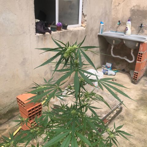 Pren growlog photo: Top bud caido