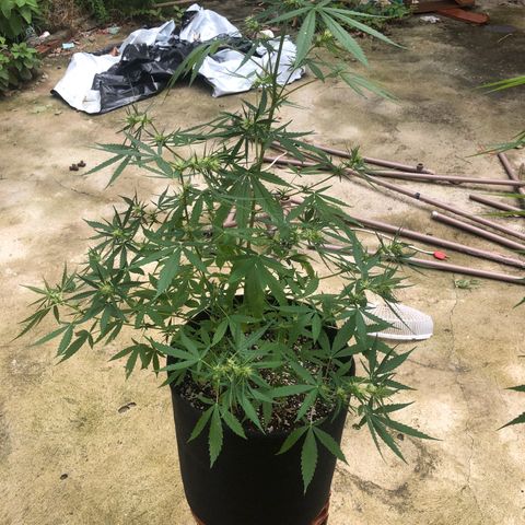 Pren growlog timeline photo