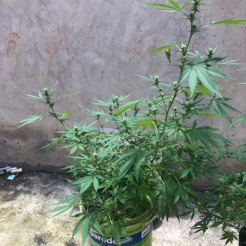 Pren do mal growlog timeline photo