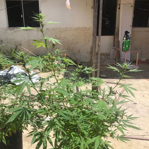 Pren do mal growlog timeline photo