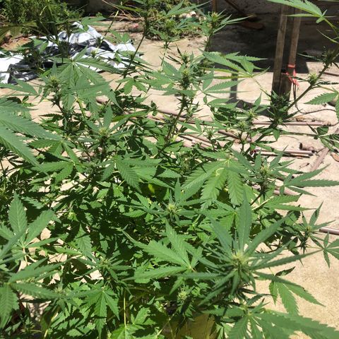 Pren do mal growlog timeline photo