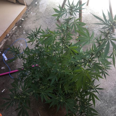 Pren do mal growlog timeline photo