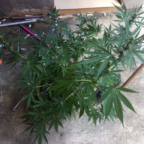 Pren do mal growlog timeline photo