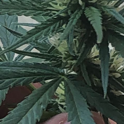 Pren do mal growlog timeline photo