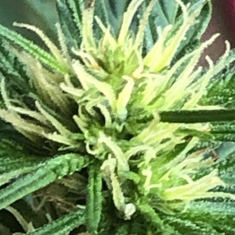 Pren do mal growlog timeline photo