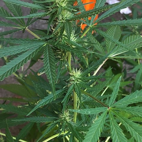 Pren do mal growlog timeline photo