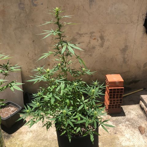 Pren growlog timeline photo