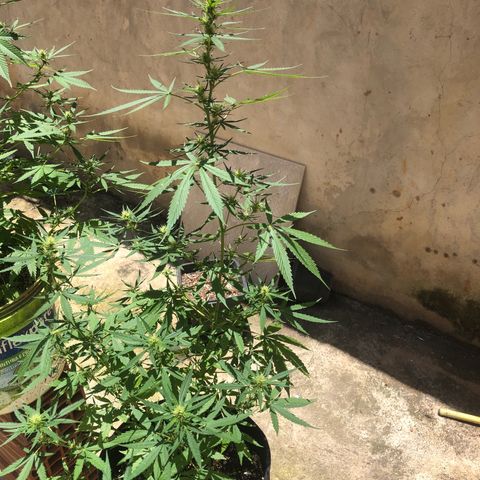 Pren growlog timeline photo