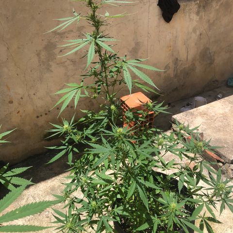 Pren growlog timeline photo
