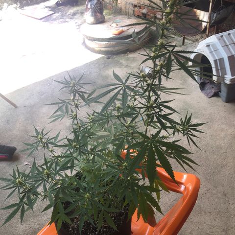 Pren growlog timeline photo
