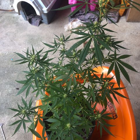 Pren growlog timeline photo