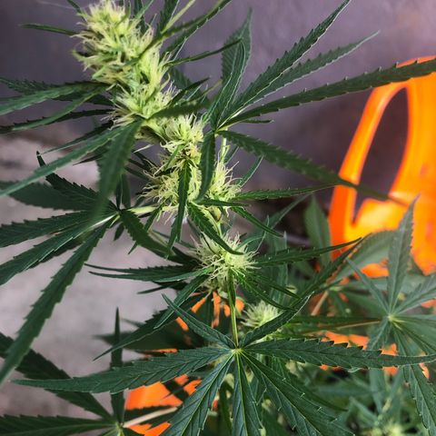 Pren growlog timeline photo