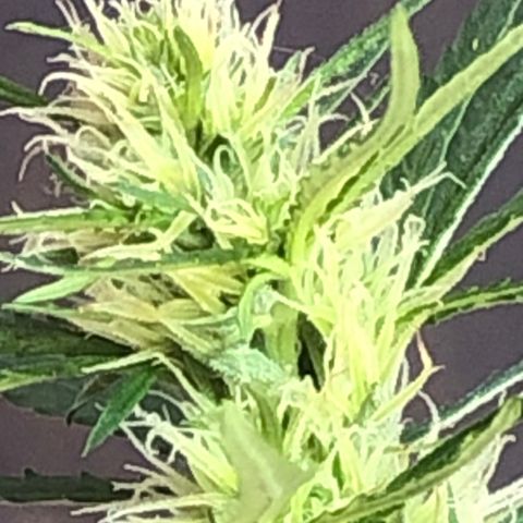 Pren growlog timeline photo