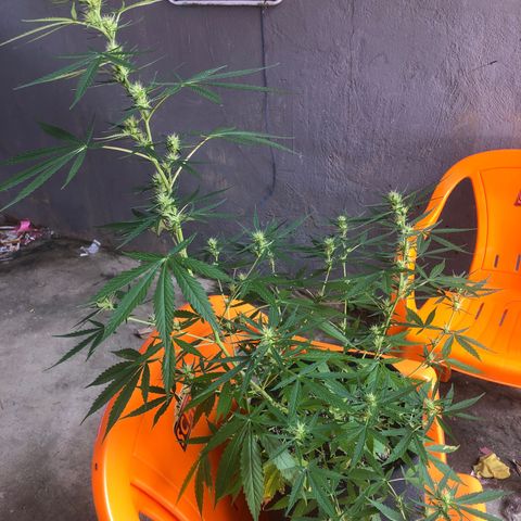 Pren growlog timeline photo