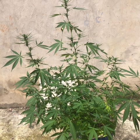 Pren do mal growlog timeline photo