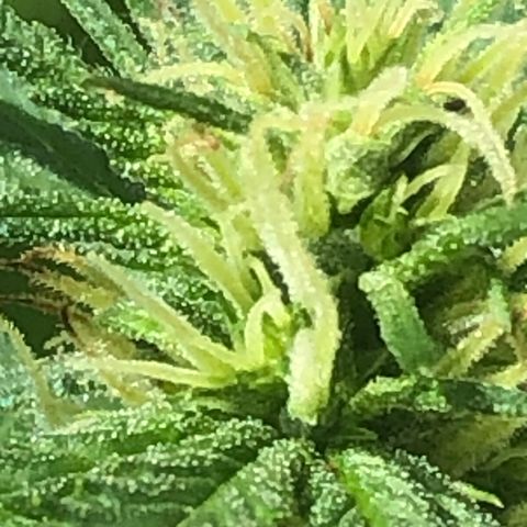 Pren do mal growlog timeline photo