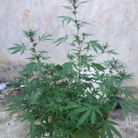 Pren do mal growlog timeline photo