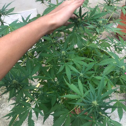Pren do mal growlog timeline photo
