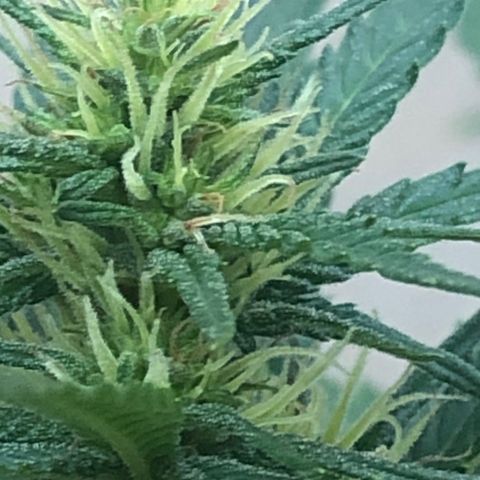 Pren do mal growlog timeline photo