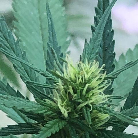 Pren do mal growlog timeline photo