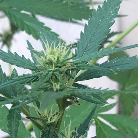 Pren do mal growlog timeline photo