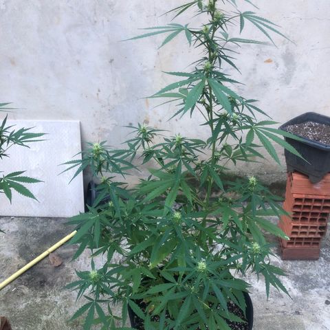 Pren growlog timeline photo