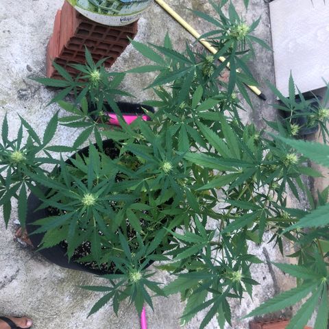 Pren growlog timeline photo