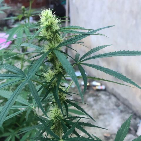 Pren growlog timeline photo