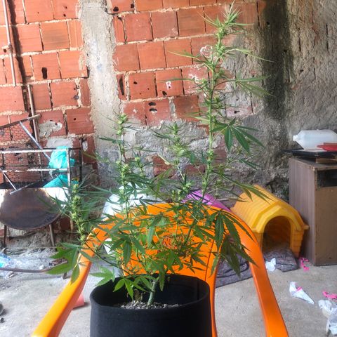 Pren growlog timeline photo
