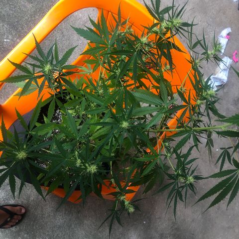 Pren growlog timeline photo