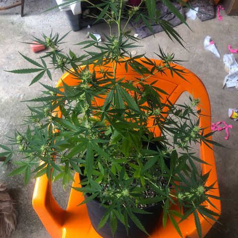 Pren growlog timeline photo