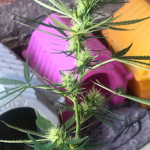 Pren growlog timeline photo