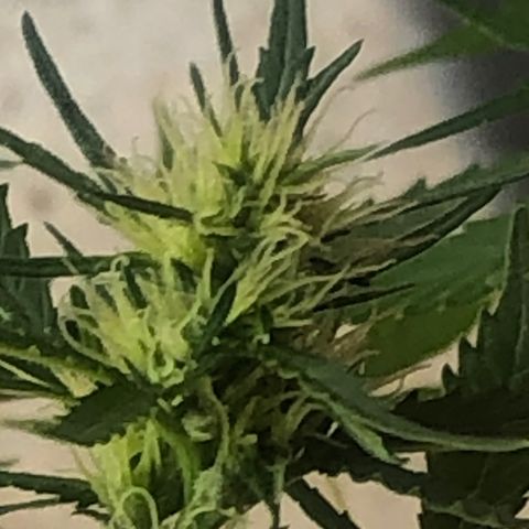 Pren growlog timeline photo