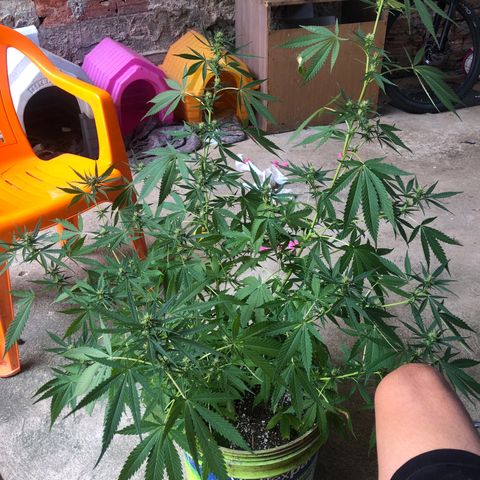 Pren do mal growlog timeline photo