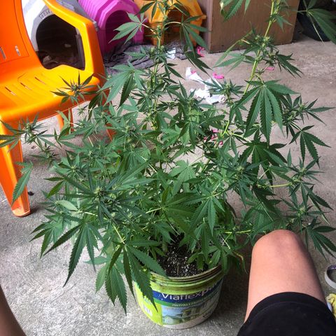 Pren do mal growlog timeline photo
