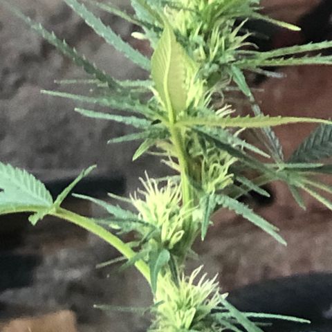 Pren do mal growlog timeline photo