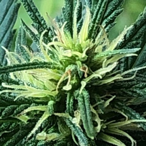 Pren do mal growlog timeline photo