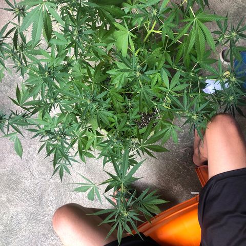 Pren do mal growlog timeline photo