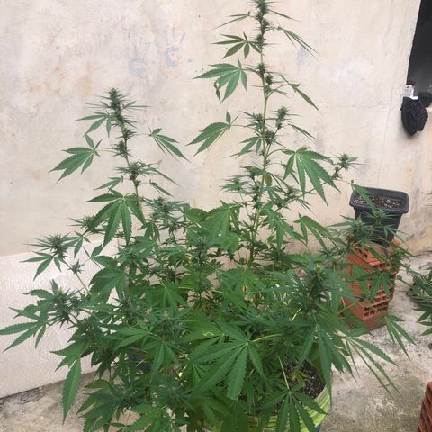 Pren do mal growlog timeline photo