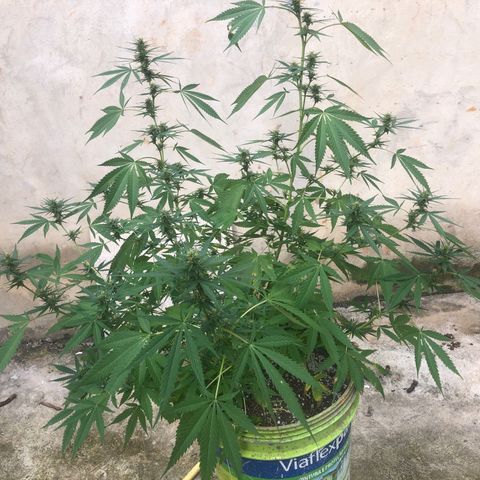 Pren do mal growlog timeline photo