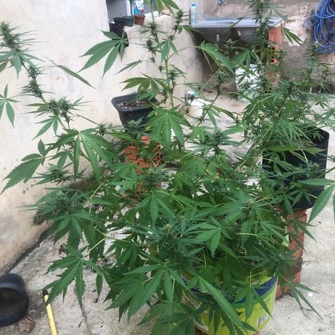 Pren do mal growlog timeline photo