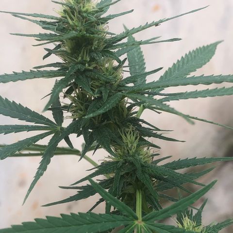 Pren do mal growlog timeline photo