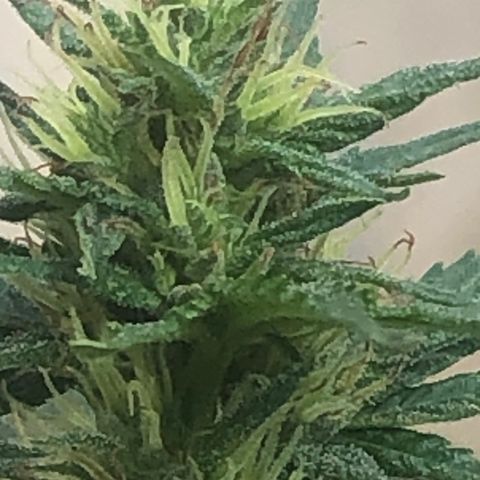 Pren do mal growlog timeline photo
